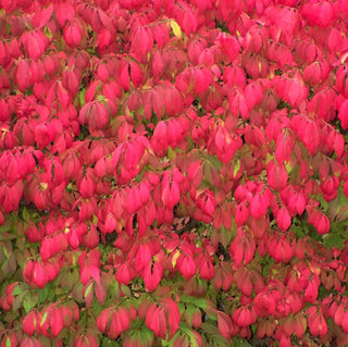 A Fall Foliage Sampler