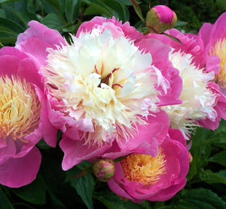 Peony 'Bowl of Beauty'