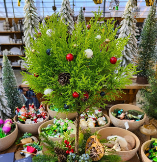 Decorated Lemon Cypress Topiary | Amsterdam Garden Centre