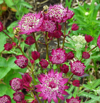 Underappreciated Garden-Worthy Plants