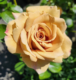 The Best Roses and Why