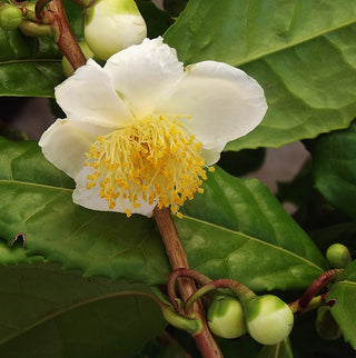 Camellia's Secret: Multiple Teas from a Single Species
