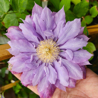 Inspired by Clematis