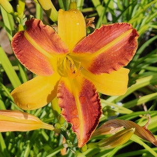 No-Fade Full Sun Perennials