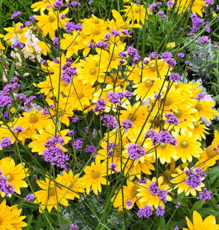 High Summer Perennial Colour