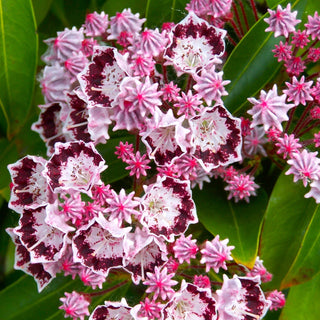 Mountain Laurel Makes a Comeback