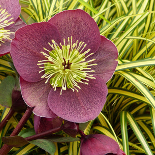 The Saints of Hellebore Heaven