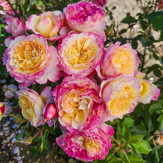 2026…A Great Year for Roses
