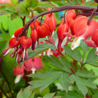 Perennials that Survive…Deep Shade