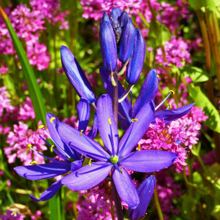 My Favourite BC Native Plants