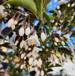 Flowers or Foliage…Choosing the Right Tree