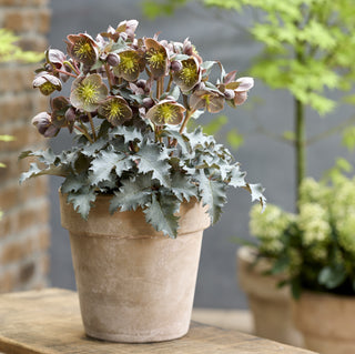 The Rockies Helleborus