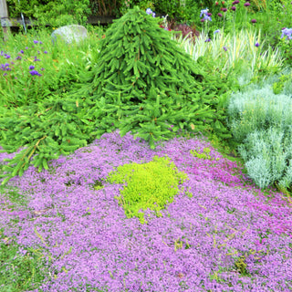 From Front Lawn to Low Maintenance Garden