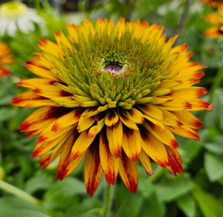The Best of the Season…so Far