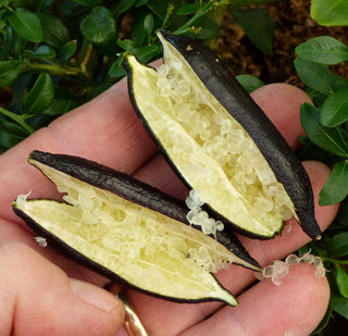 Finger Limes – The Caviar of Citrus