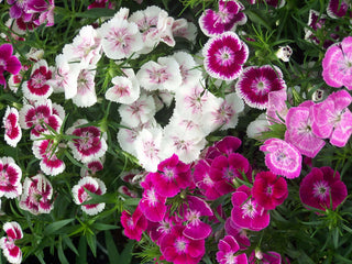 Finding Your Fragrance: A Guide to Scented Plants