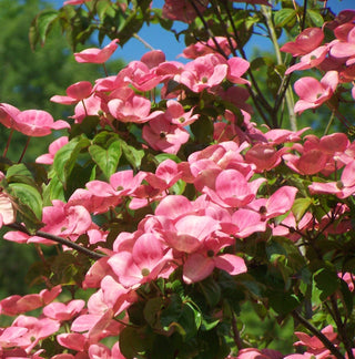 Dogwood: The Stress-Free Flowering Tree