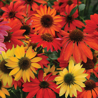What You Need to Know About Growing Echinacea Plants