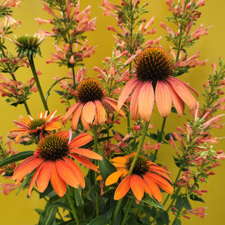 Echinacea by Colour