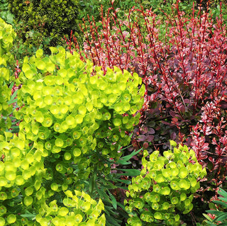 Planting for Drier Summers