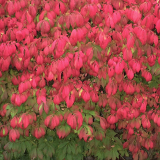 FireSmart Plants & Tactics
