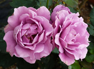 15 Fragrant Roses