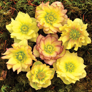 Hellebore 'Golden Lotus'