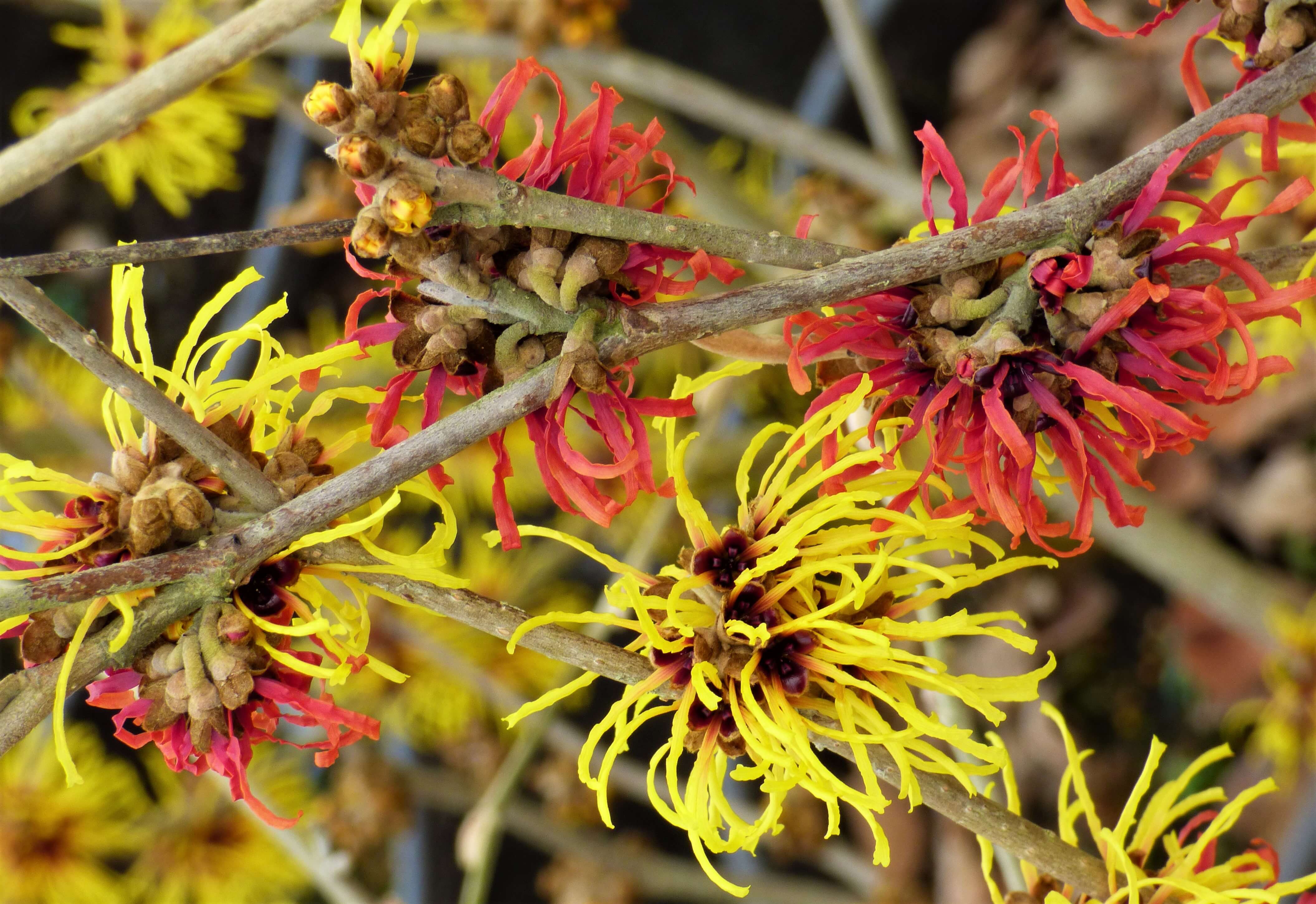 Which Witch Hazel? – Amsterdam Garden Centre