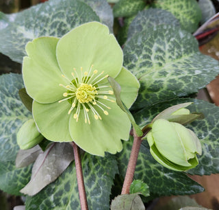 The Year of the Hellebore