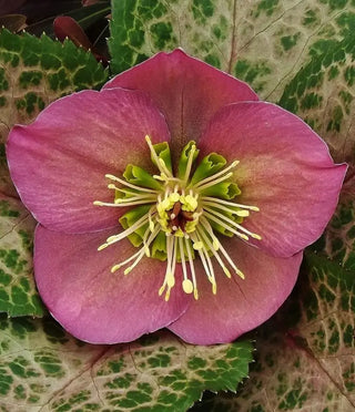 The Marbled Hellebores
