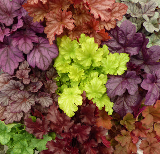 Heuchera to the Rescue!