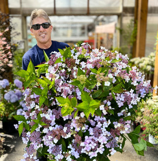 My Favourite Hydrangeas