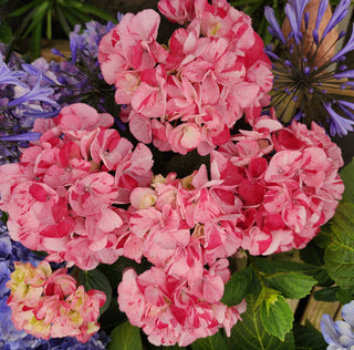 A Hydrangea for Every Garden