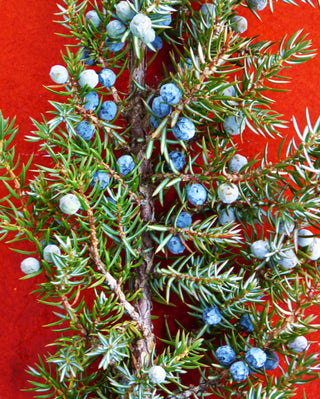 The Definition of an Indigenous Plant