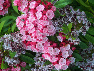 K Is for Kalmia