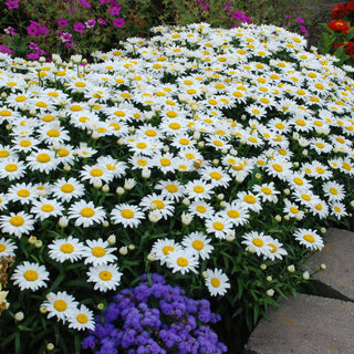 10 Shrubs & Perennials for All-Summer-Long Colour