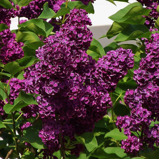Lilacs for Mother’s Day