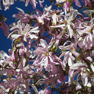 Ten Magnificent Magnolias