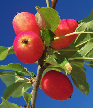 Mike’s Guide to Backyard Apples