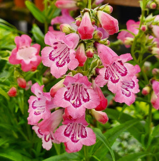 Pondering Penstemons