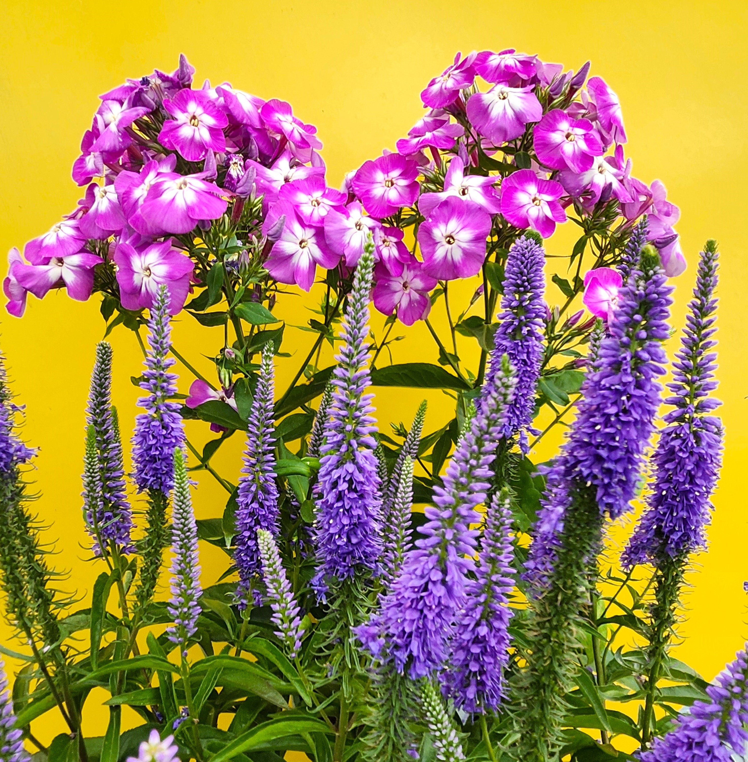 Violet Rafter Blog - Sizzling Summer Perennial Pairings | Amsterdam Garden Centre