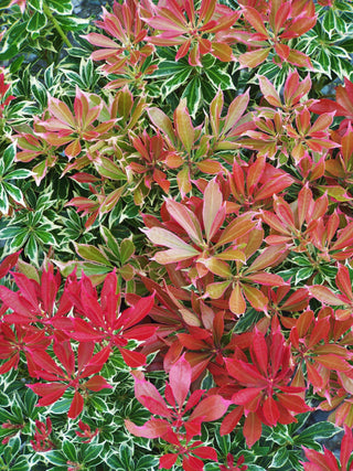 The Art of Variegation