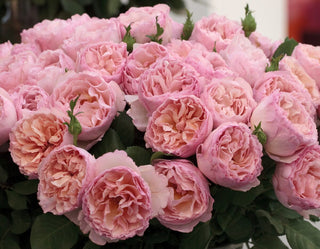 English Rose Look-Alikes