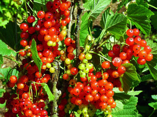 Edible Berries from A to Z