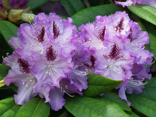 Rhododendron 101