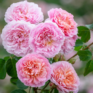 10 Overlooked English Roses