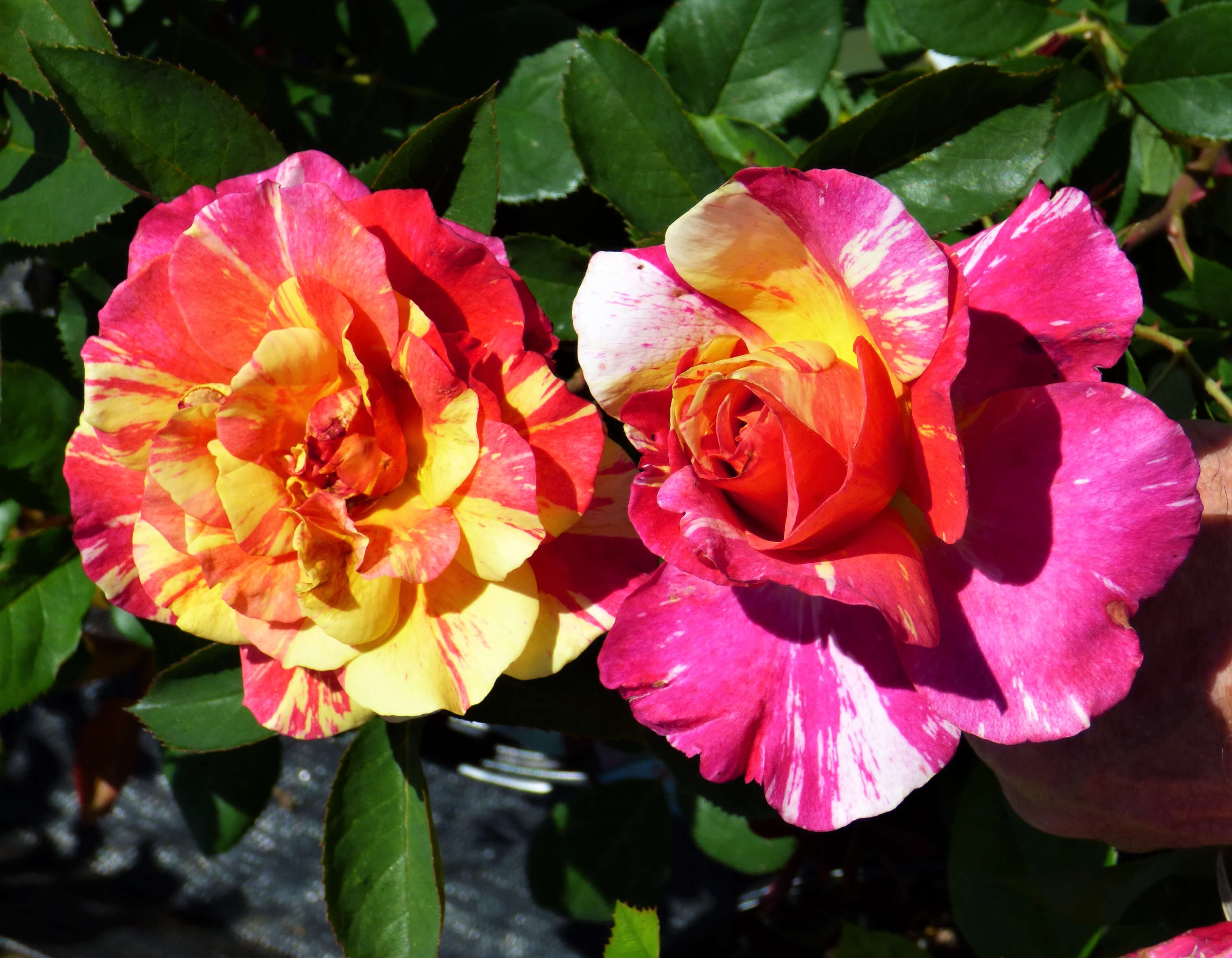 Roses Worth Looking For – Amsterdam Garden Centre