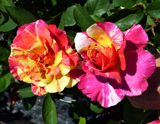 Roses Worth Looking For