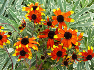 The Longest-Blooming Perennials