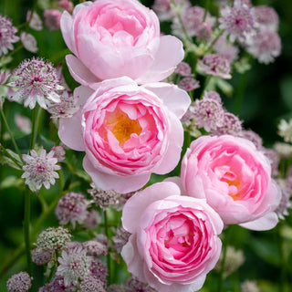 David Austin Rose 'Septer'd Isle'